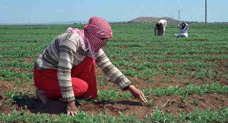 Calls for More Funding to Keep Syria's Farmers in Production - The ...