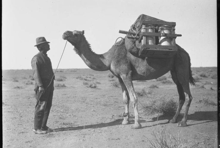 How Afghan Cameleers Helped Shape Australia’s Interior and Legacy - The ...