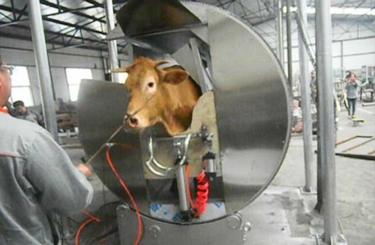 Cow slaughter deals machine