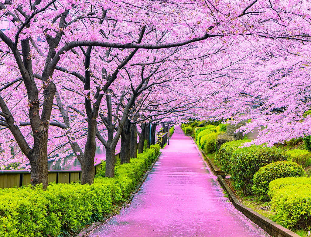 What is Sakura Season and How Does It Impact Halal Tourism in Japan ...